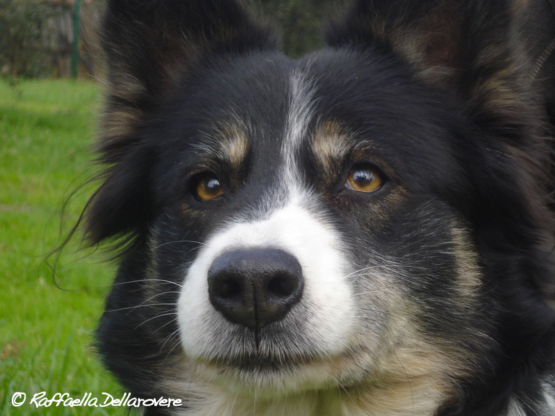 Border Collie - primo piano