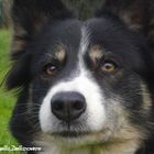 Border Collie - primo piano