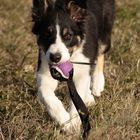 border collie puppy