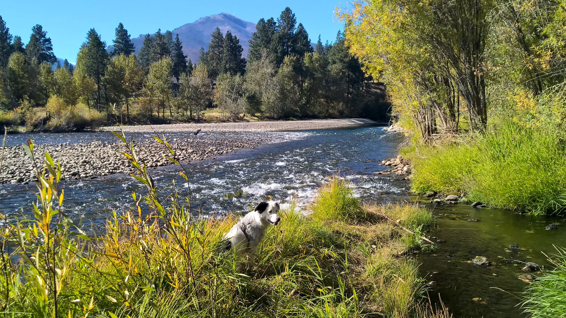 Border Collie puppy in Montana