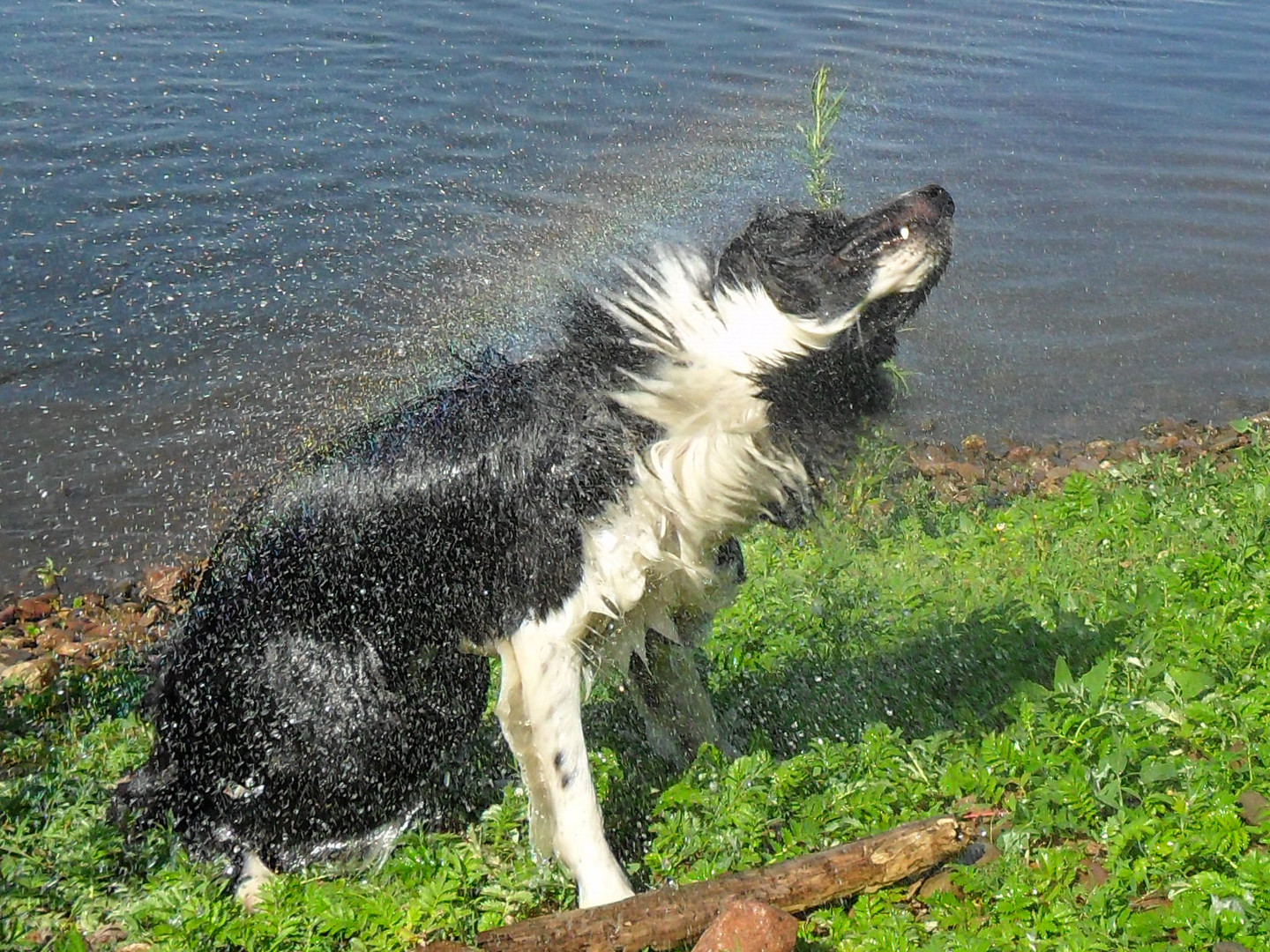 Border Collie Regenbogen