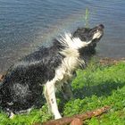 Border Collie Regenbogen