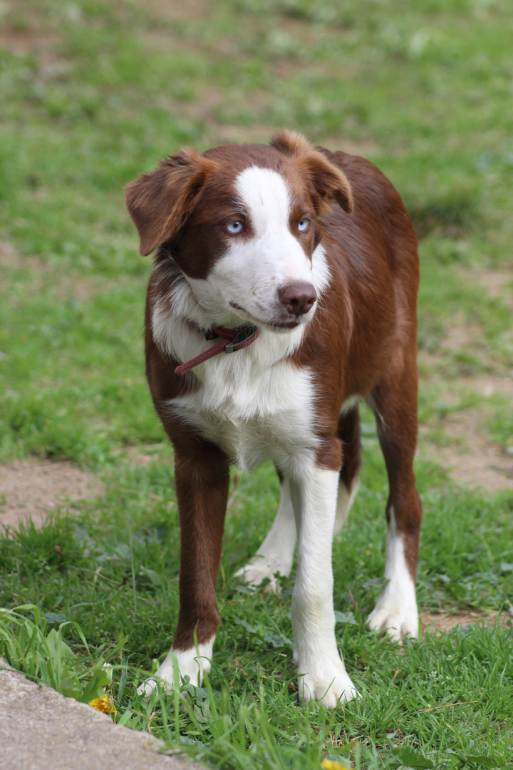 Border collie rouge aux yeux bleu ciel !