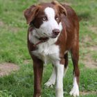 Border collie rouge aux yeux bleu ciel !