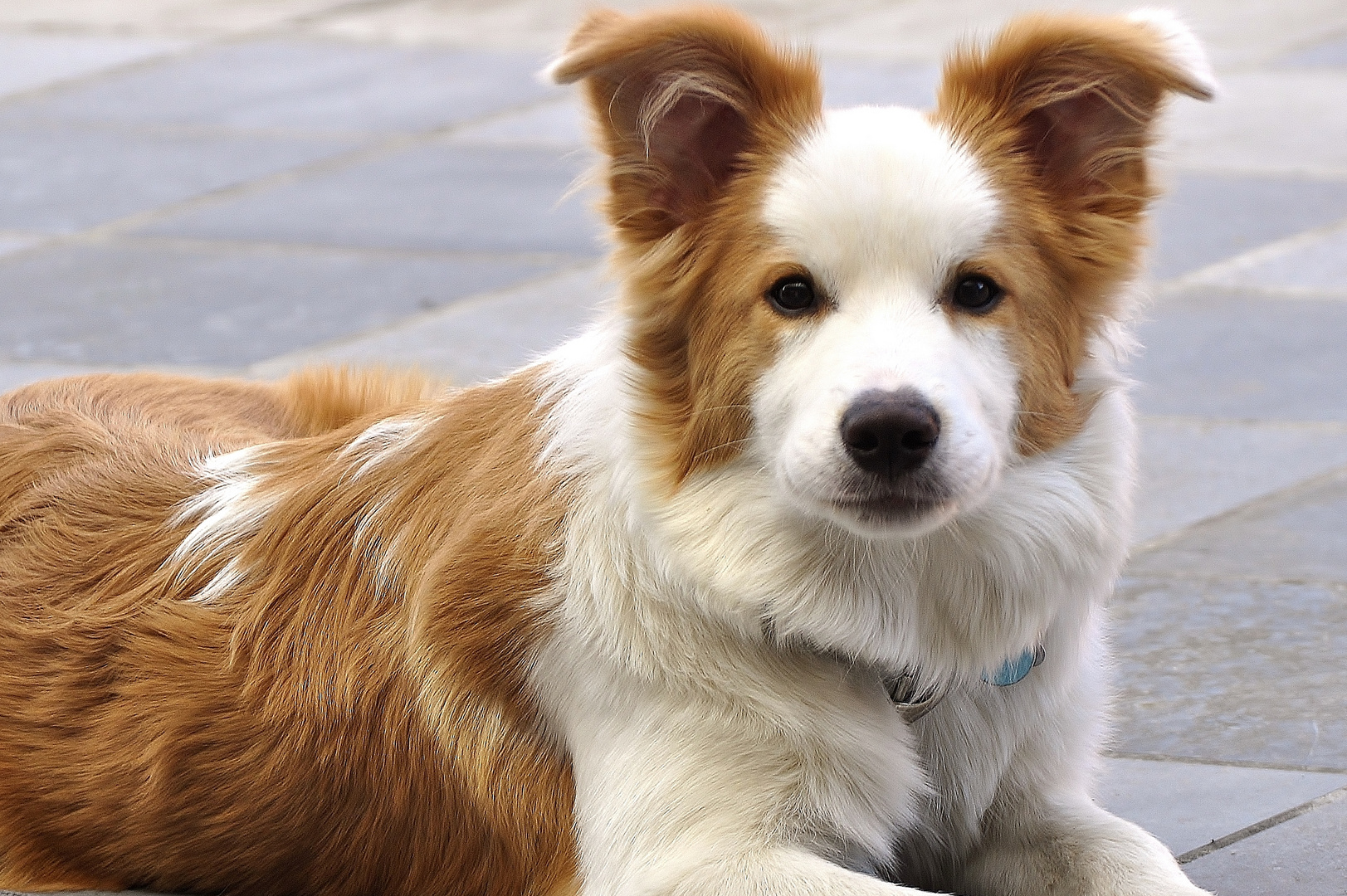 Border Collie Roxy