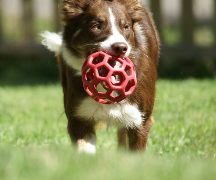 Border Collie ROZ