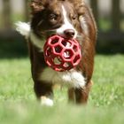 Border Collie ROZ