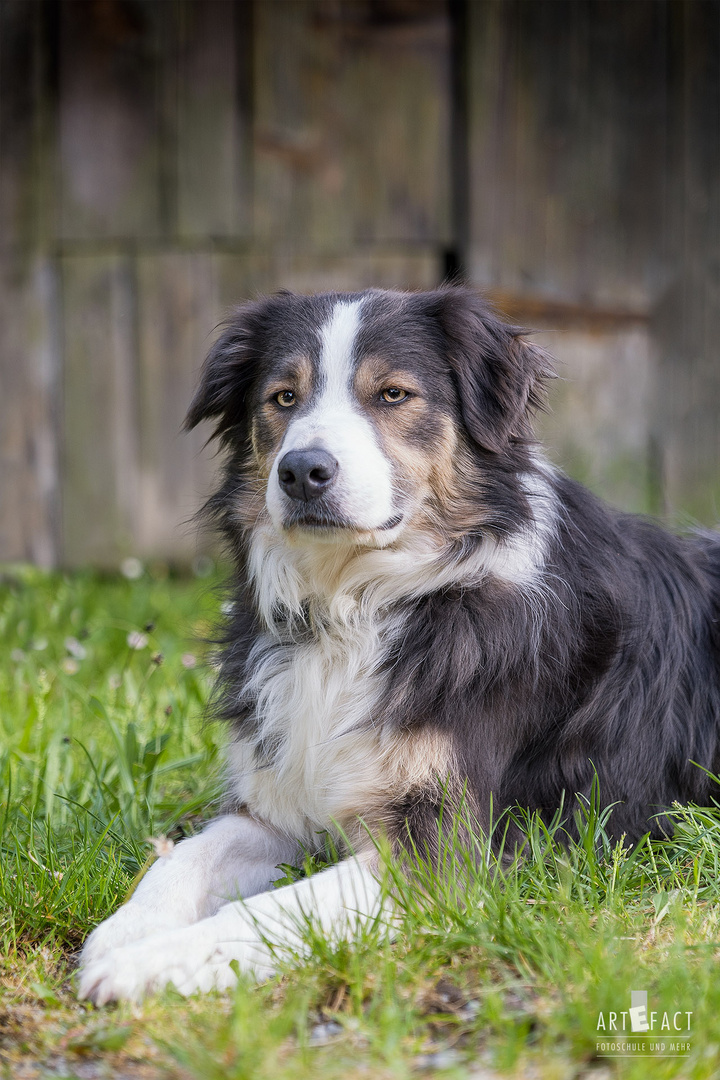 Border Collie "Sam"