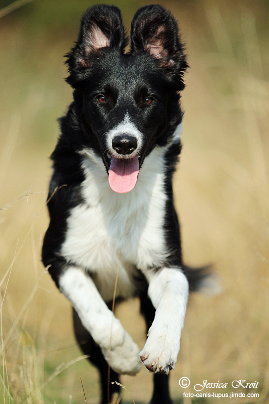 Border Collie "Sammy"