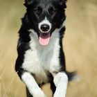 Border Collie "Sammy"