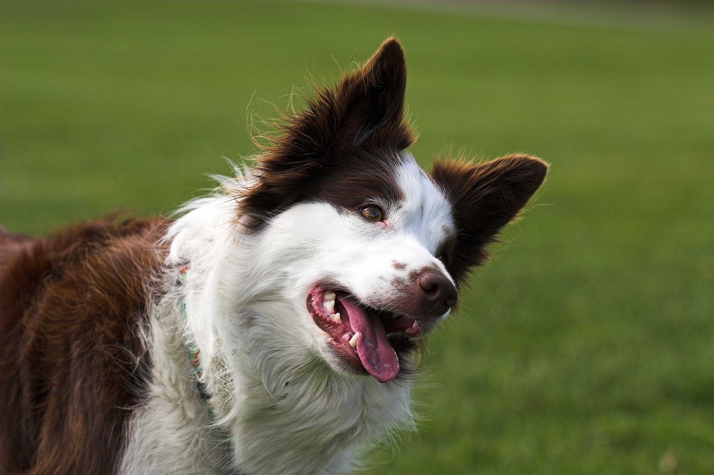 Border Collie Sandy - ein fragender Blick