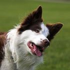 Border Collie Sandy - ein fragender Blick