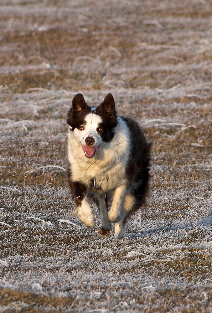 Border Collie Sandy in Action