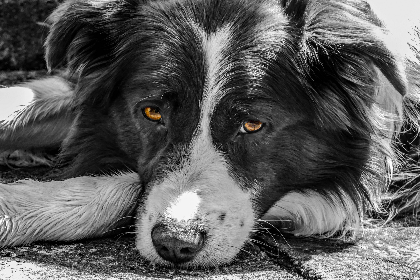 Border Collie, schwarz weiß