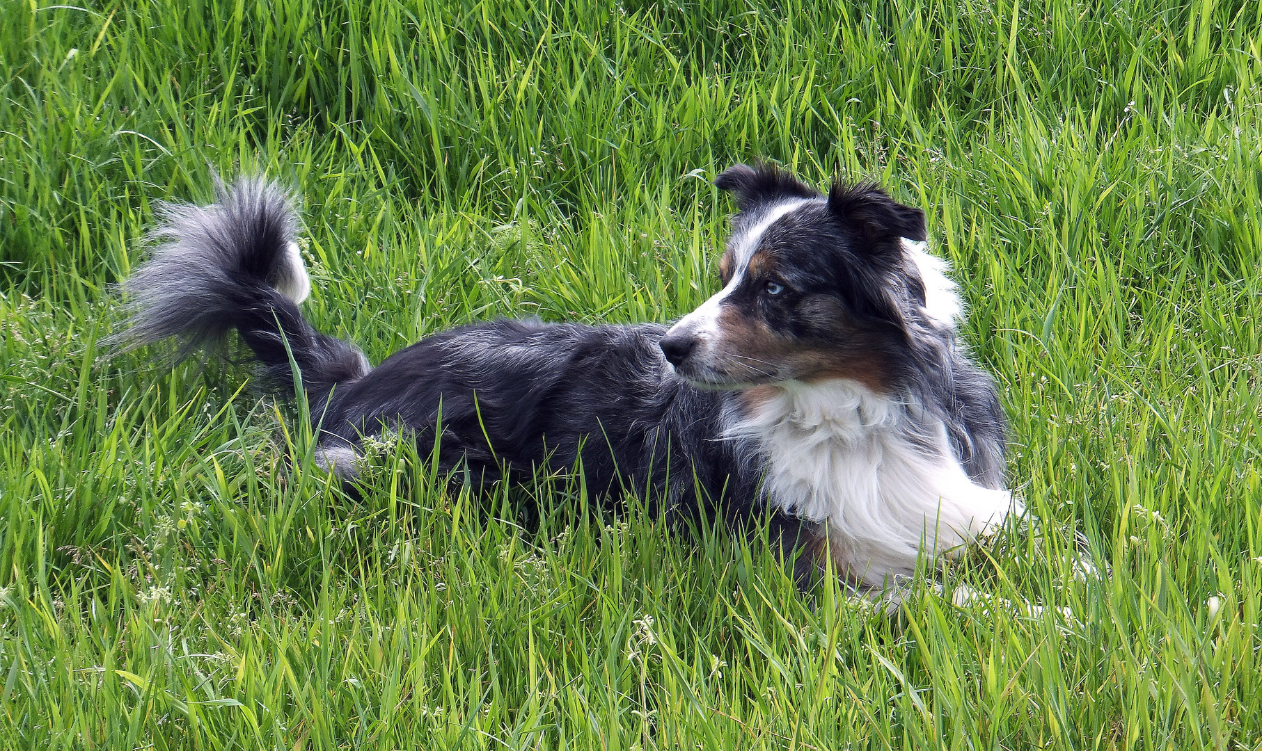 Border Collie Simon