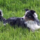 Border Collie Simon