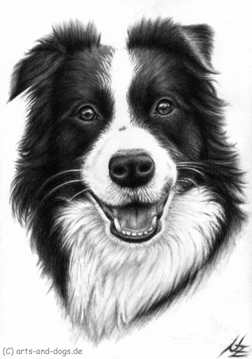 Border Collie Smile