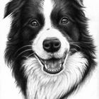 Border Collie Smile