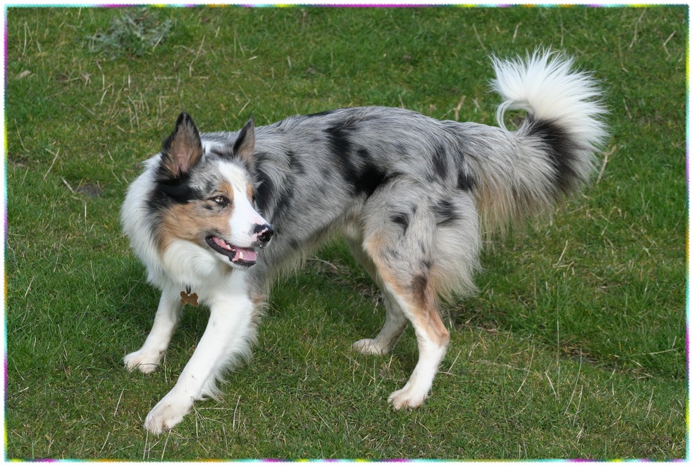 Border Collie Speed