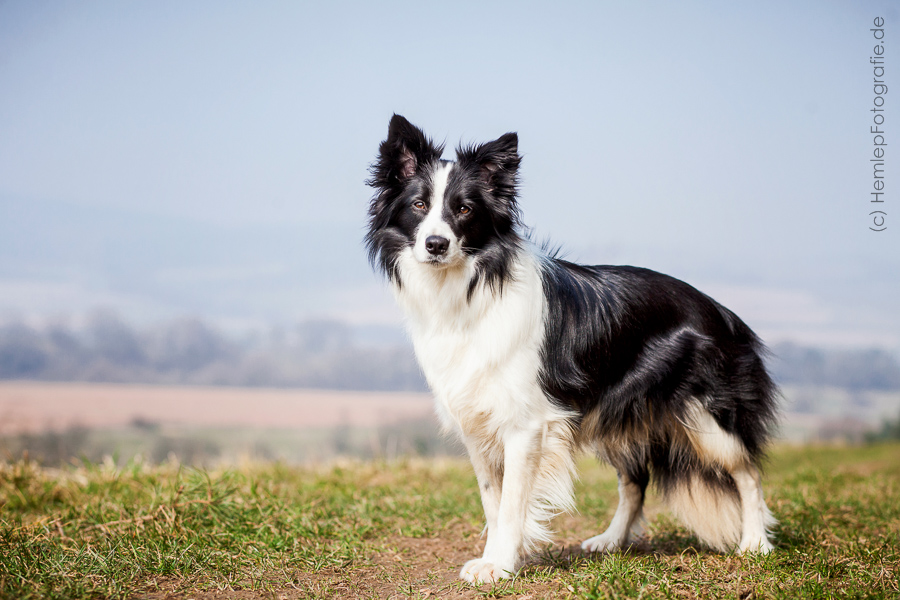 Border Collie Spökes