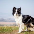 Border Collie Spökes