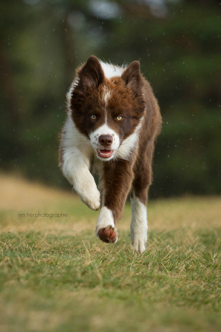 Border Collie "Twix"