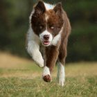 Border Collie "Twix"