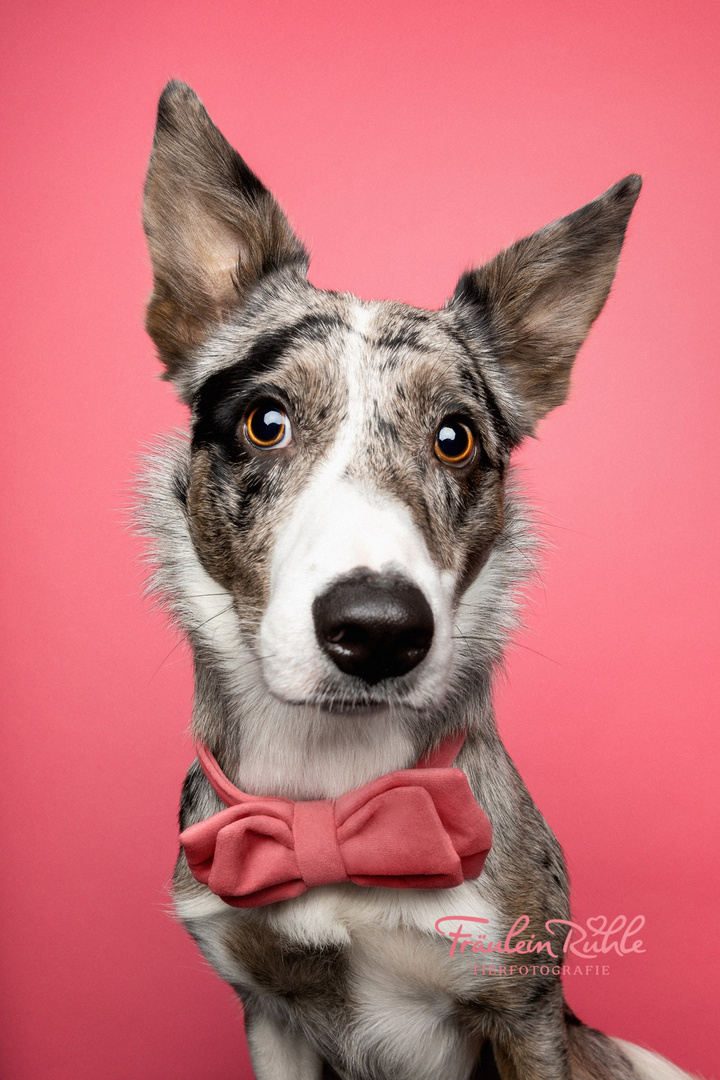 Border Collie vor rosa Hintergrund