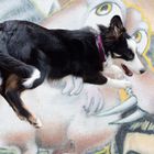 Border Collie ,, Wand anspringen,,