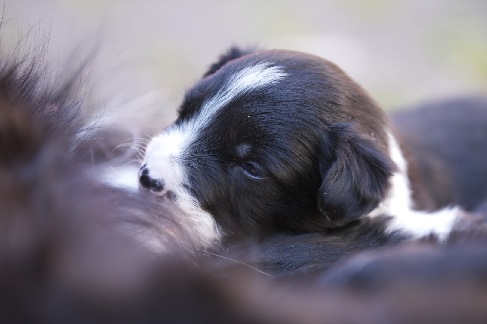 Border Collie Welpe