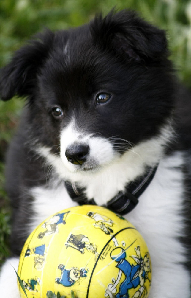 Border Collie Welpe.....