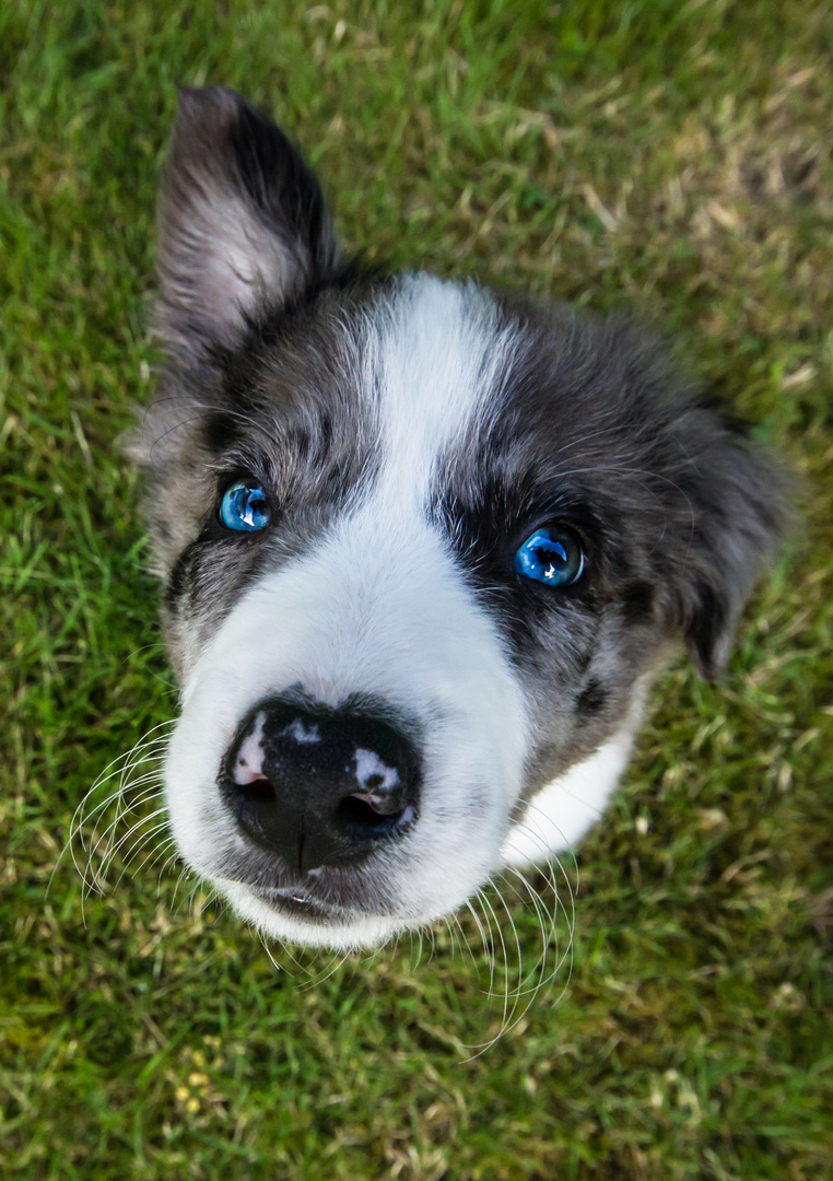 Border Collie Welpe