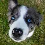 Border Collie Welpe