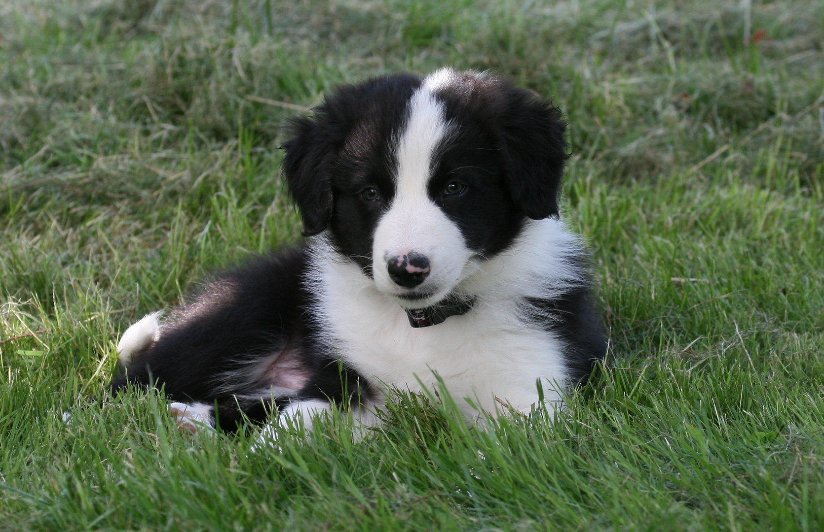 Border Collie Welpe