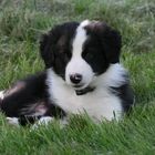 Border Collie Welpe