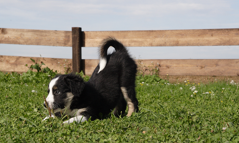 Border Collie Welpe