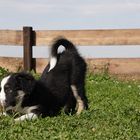 Border Collie Welpe