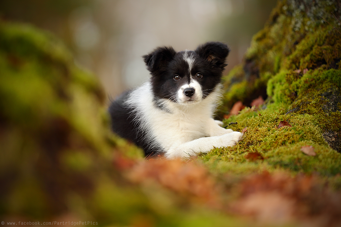 Border Collie Welpe Eilidh