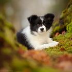 Border Collie Welpe Eilidh