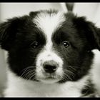 Border Collie Welpe