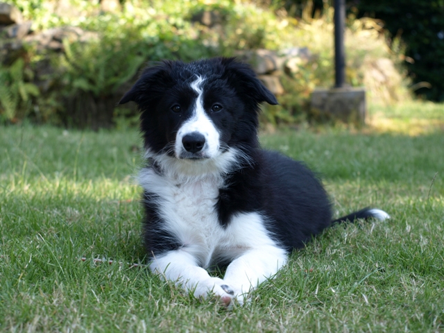 Border Collie Welpe Fiby 12 Wochen alt