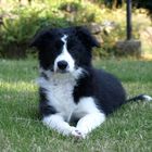 Border Collie Welpe Fiby 12 Wochen alt