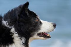 Border Collie  Welpen in Not