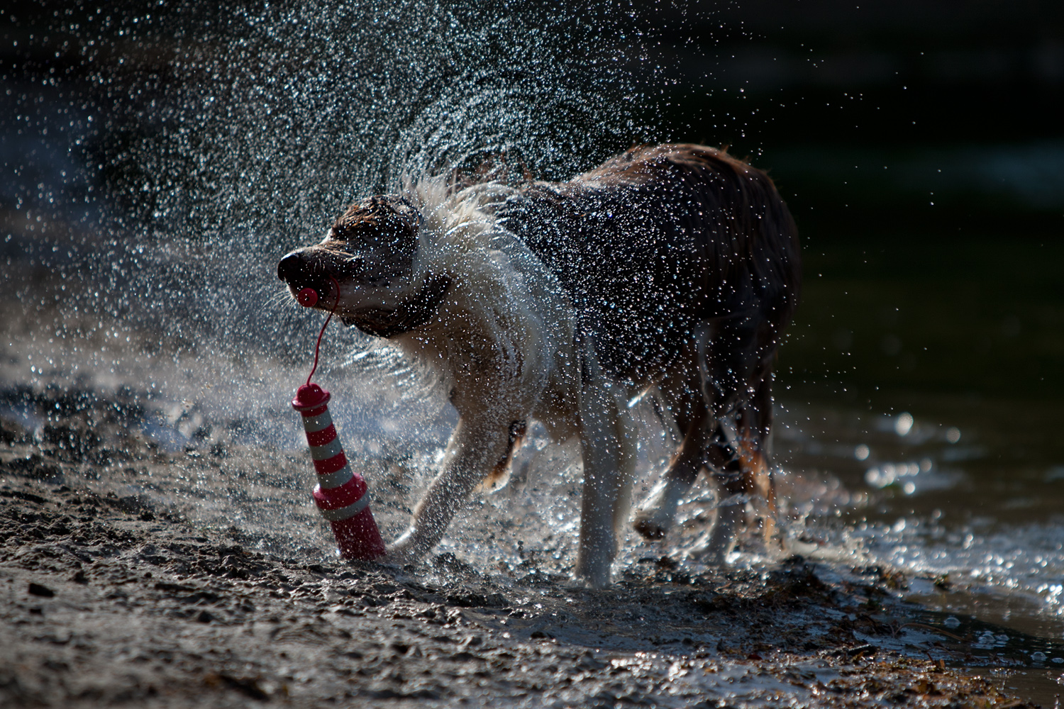 Border Collie Workshopmodell