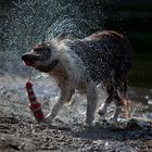 Border Collie Workshopmodell