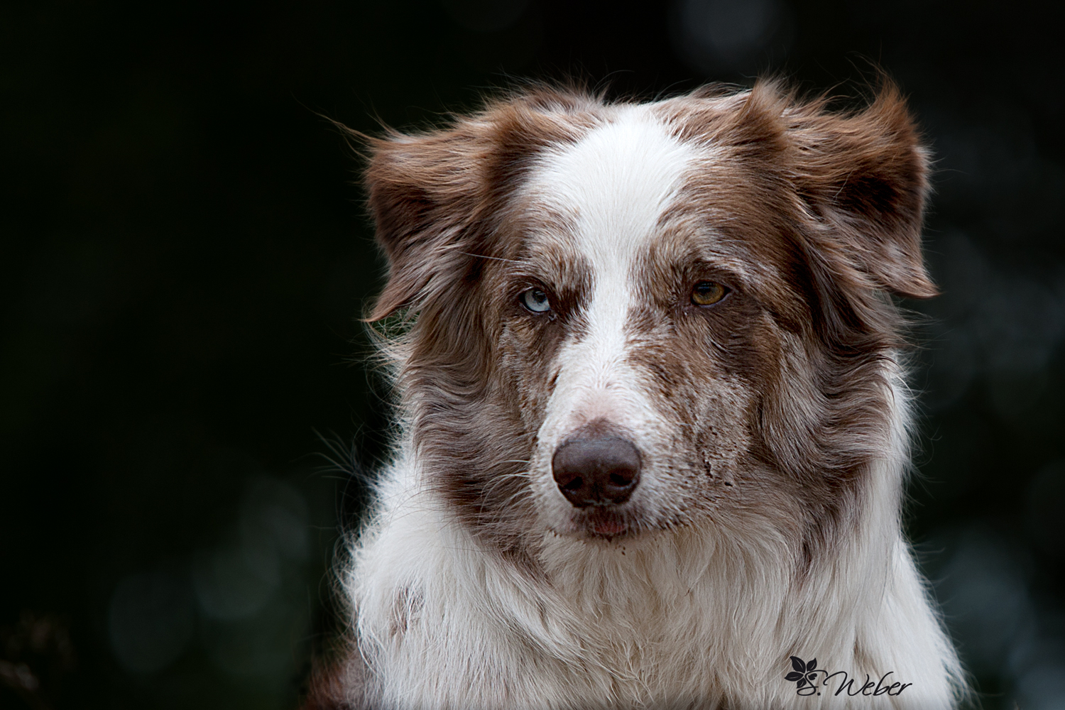 Border Collie Workshopmodell II