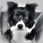 Border Collie:Deike vom Weideland