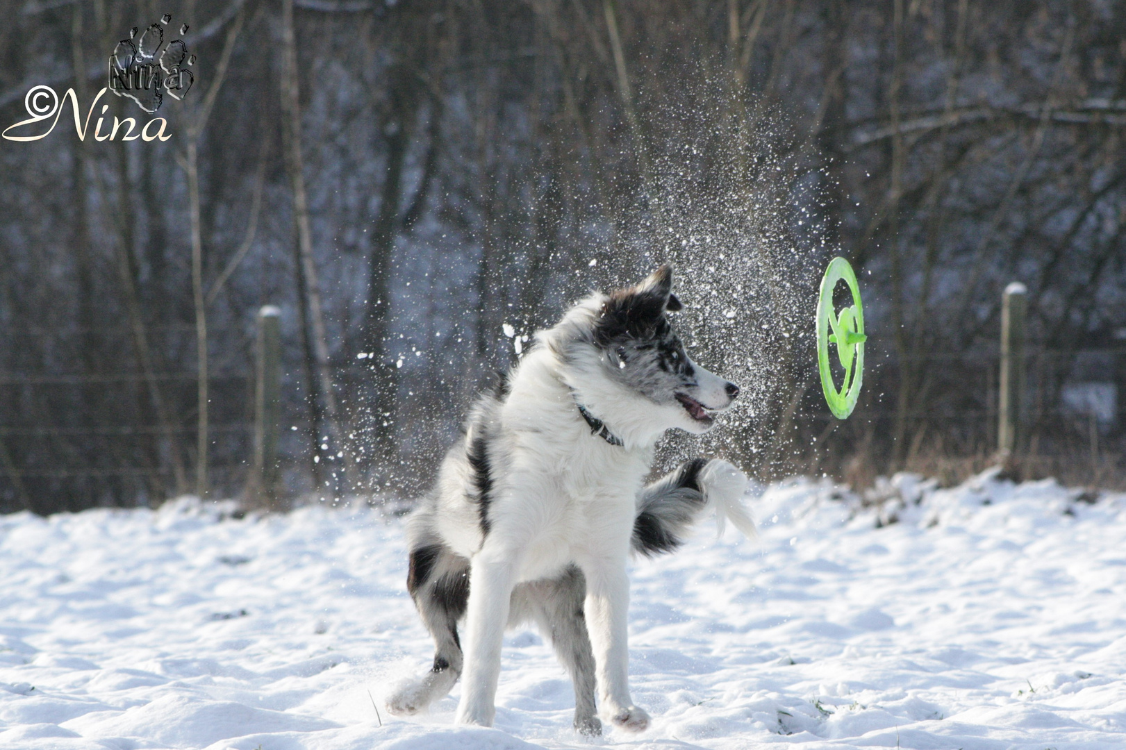 Border Colliemix im Schnee