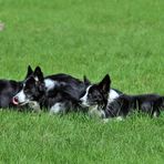 Border Collies -1-