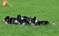 Border Collies -1-